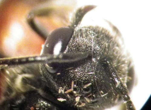 Sphecodes sp.